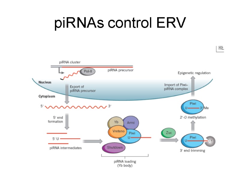 piRNAs control ERV